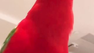 Parrot cocktail