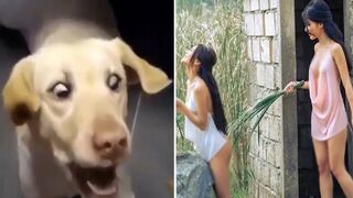 Top vest virul Animal funny videos in 2022
