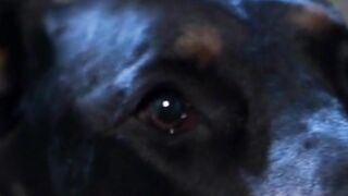 why is my dog barking so much