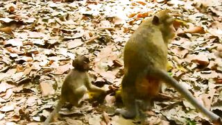 funny little monkeys