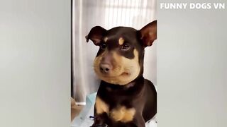 Funny short videos of dogs and cats