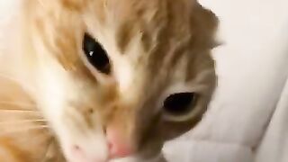 Funny cat video