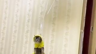 Cat Funny