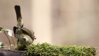 Bird Sound
