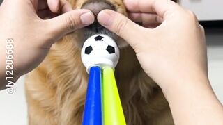 Cute dog ????