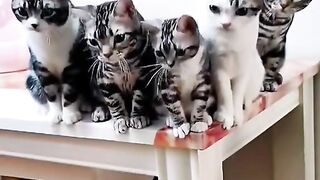 cute dancing cat