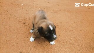 Little boy rocky playing