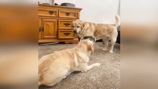 Funny animals Funny cats dogs Funny animal videos