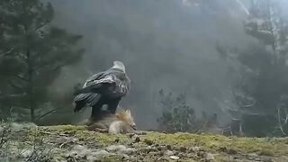 Golden Eagle carrying Fox.