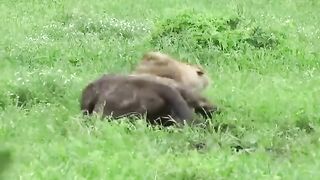 Last painful moment of the lion's life #shorts #wildlifeanimal.