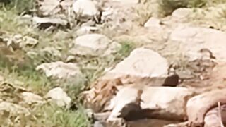 the king also died... lion ! #shorts #wildlife
