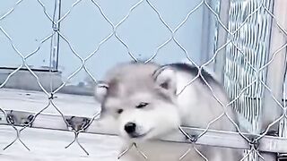 dog stupid cut