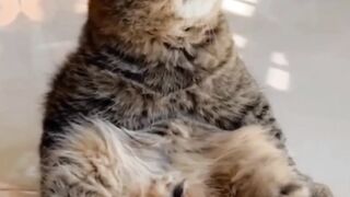 Funniest Cats And Dogs Videos ???????? - Funny Animal Videos 2022 ????