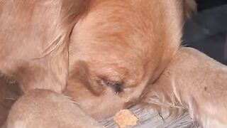 dog prey fo eat