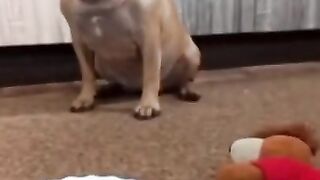 Funny Dog Videos 2021