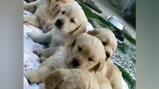 Cutest animals in the world