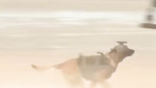 army for dog cool