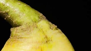 Good Pear Tearing Close Up