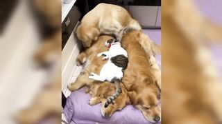 Funny and Short Videos of Animals Compilation of the Best Videos of Cats and Dogs