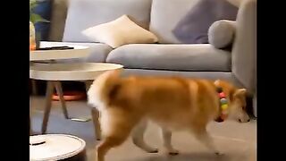 tik tok funny animals