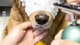 Just like you, your pet needs to look beautiful