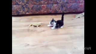 Timid kittens