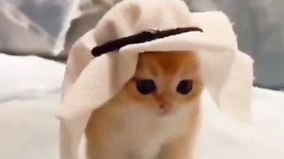 lucu banget anak kucing kalo beginii!!!