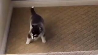 Funny Animals fails