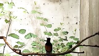 KANDANG TERNAK MURAI BARU MEDAN RING RAZID BF