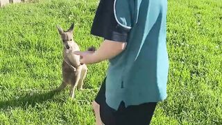 Little boy comforts baby kangaroos
