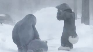 Какие-то ослы ))
