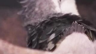 Que video mas fofo!