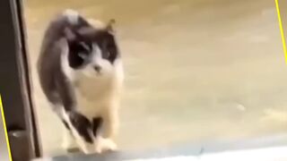 Funny animals part videos