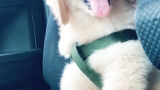 FUNNY BABY DOGS