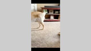 super funny cat & dog tiktok