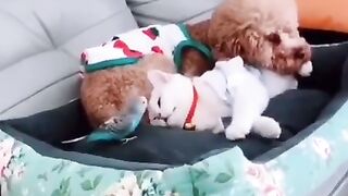cachorros-engracados-e-fofos-dog-funny-funniest