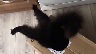 Кот Саши Зубарева
