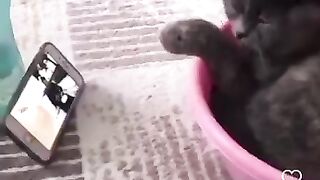 engracados-gatos-e-fofos-funny