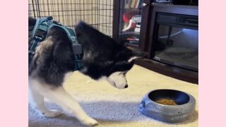 Funniest Animals Funny Dog And Cat Funny Animals Video