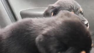 Sweet dog