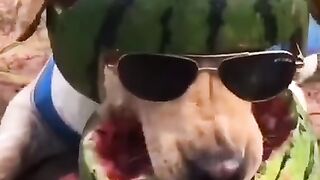cachorros-engracados-e-fofos-funny-funniest-animals