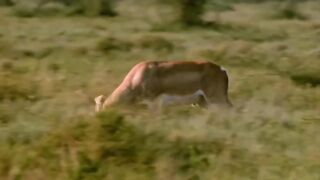 World fastest animals