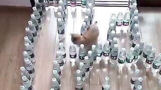 gatos-engracados-e-fofos-funny-funniest-animals-