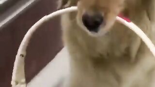 cachorros-engracados-e-fofos-dog-funny-funniest-animals
