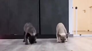 cachorros-engracados-e-fofos-dog-funny-funniest-animals-