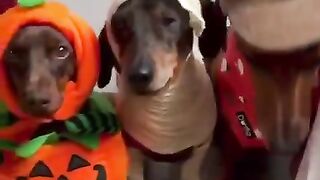 cachorros-engracados-e-fofos-dog-funny-funniest-animal