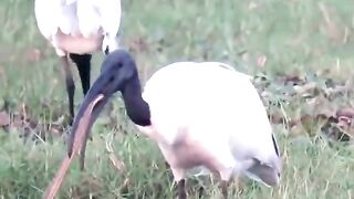 Big Bird Swallowed a Large Snake, Indian Wetland
