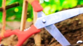 Primitive technology - Easy Snake Trap Using_ Wood