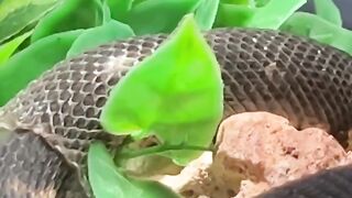 caught my snake shedding