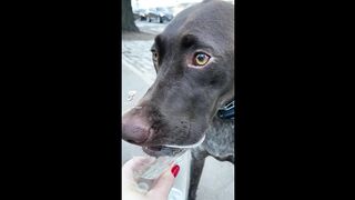 Vídeos engraçados de animais 2022 ???? - Os vídeos mais engraçados de cães e gatos ????????